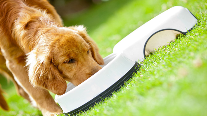 retriever dog food website